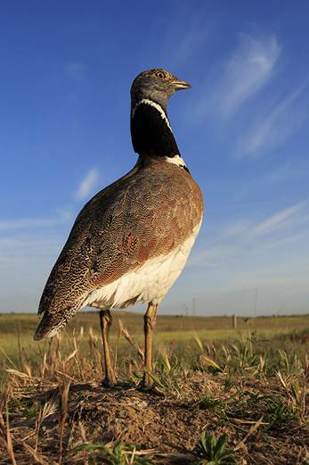 El sisón y el milano real están en ‘peligro’ en Extremadura