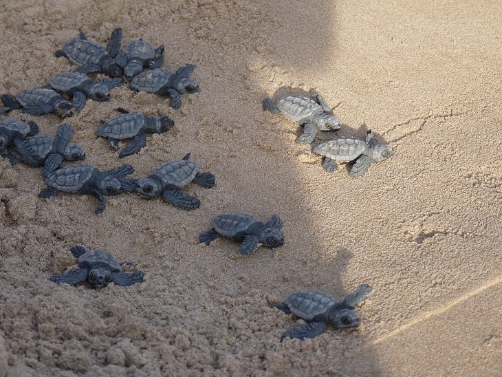 Estas tortugas crecerán en el Oceanogràfic de Valencia para más adelante ser liberadas al mar