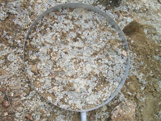 Microorganismos de la superficie de suelos áridos protegen de la erosión