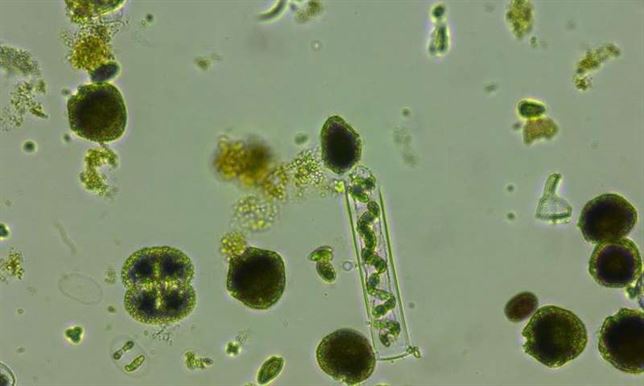 El fitoplancton y las altas temperaturas