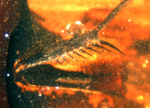 Qué sabes de la primera mantis religiosa fósil española