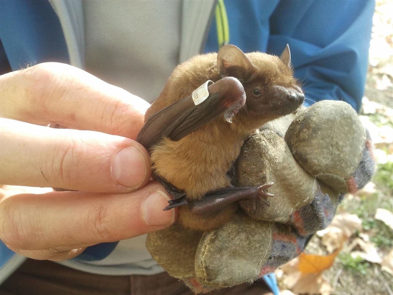 Implementan 300 cajas-refugio para murciélagos en las orillas de los ríos Arga y Aragón