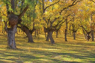 Novedoso curso de IUSC sobre Gestión de Recursos Forestales