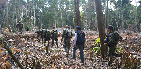 250 hectáreas recuperadas de la Reserva Nacional Tambopata de manos de la minería ilegal