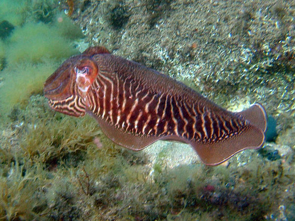 La contaminación acústica en el mar lesiona a sepias y calamares