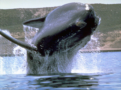 Desde cuándo hay tres especies de ballenas francas