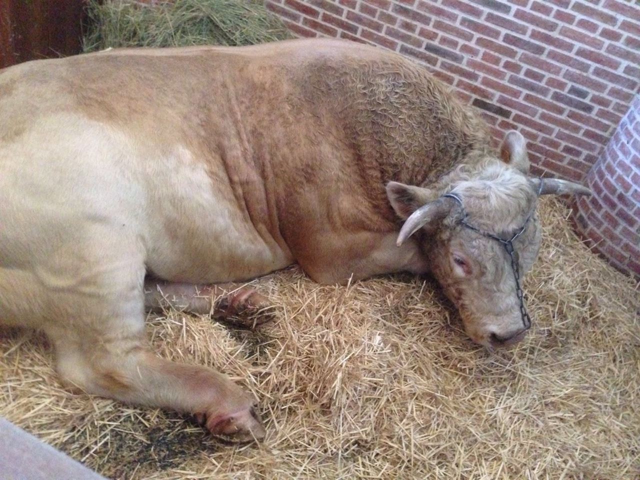 Polémica por la utilización del toro Easy Rider en el Teatro Real