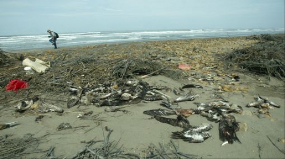 Perú. Aparecen más de 1.200 pelícanos muertos en las playas del país