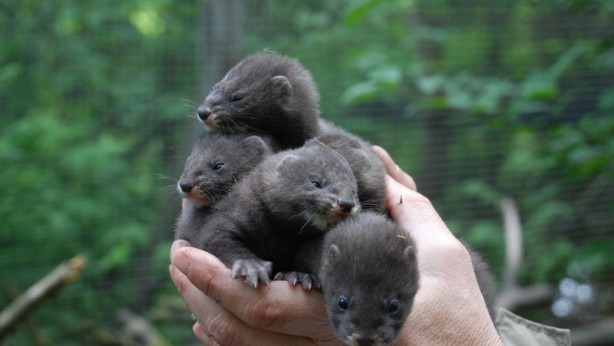 Organizaciones ambientales lanzan un crowdfunding para salvar al visón europeo