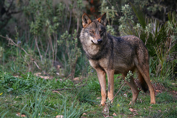 Detectan lobos muy cerca de la ciudad de Ávila