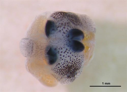 Investigadores de la Universidad de Murcia descubren por primera vez gemelos siameses de pez mosquito
