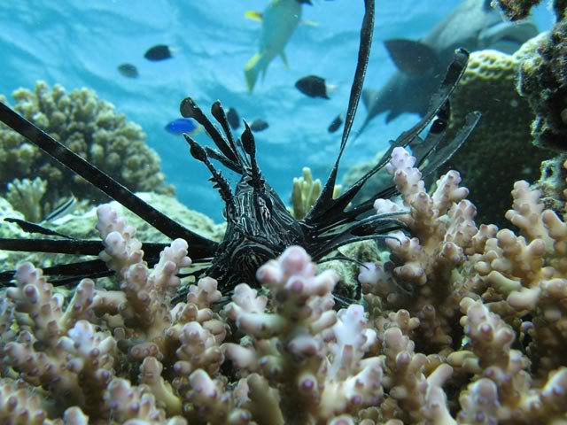 La Gran Barrera de Coral se ha reducido un 50% en 27 años