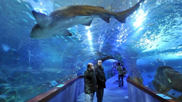 AZTI abordará las últimas tendencias en gestión de océanosa en un curso de verano en el Aquarium de San Sebastián