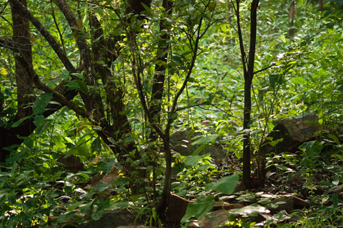 Atapuerca (Burgos) acoge este viernes los actos del Día Mundial de la Gestión Forestal Responsable