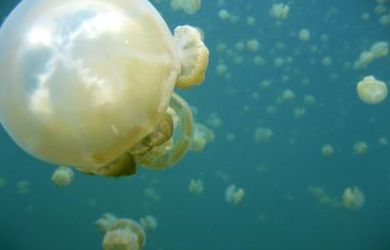 Cádiz y las medusas tóxicas