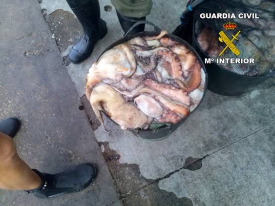 Imputado un vecino de Marbella por capturar caracolas marinas y pescar ilegalmente pulpo