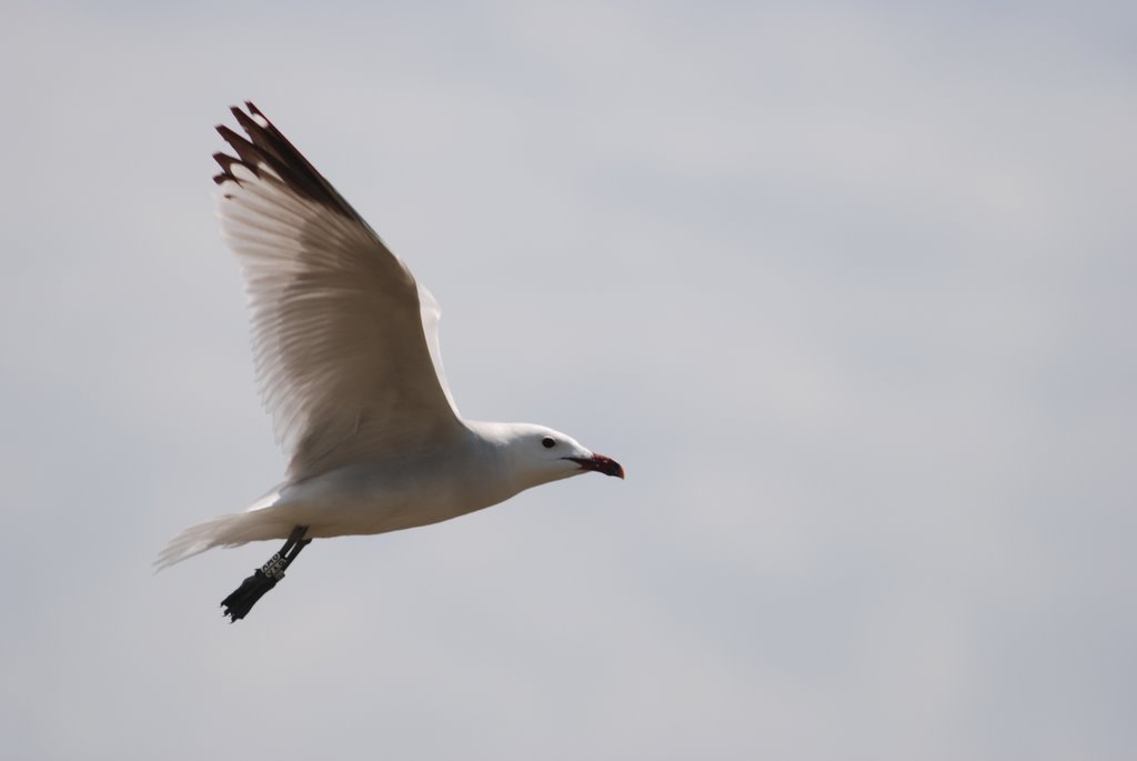 SEO/BirdLife alerta sobre el fallecimiento masivo de aves en las costas del mar Cantábrico y Galicia