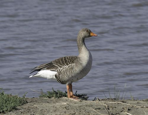 Europa examina el cumplimiento de las Directivas Hábitat y Aves