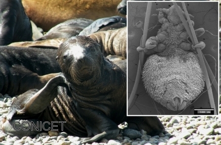 Una investigadora del Conicet estudia los piojos de los lobos marinos