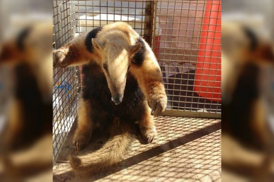 Argentina. Rescataron a un oso hormiguero que deambulaba por una ruta en Misiones