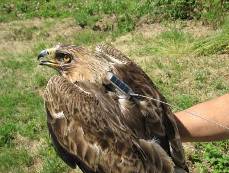 El águila calzada ‘Tricia’ abatida a tiros