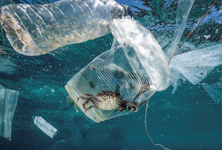 Macroplásticos: obstrucción y contaminación