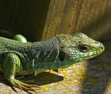 Lagartos en peligro por el cambio climático