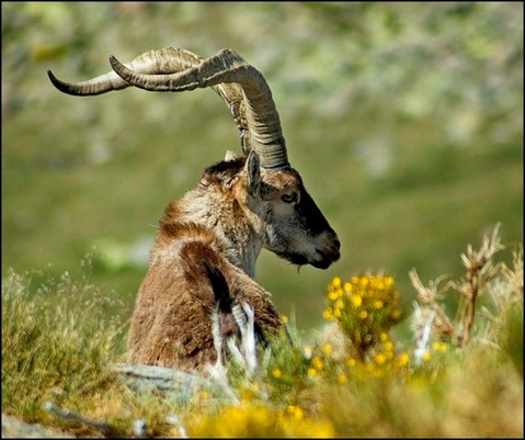 Madrid avisa que la ley prohíbe la caza en el Parque de Guadarrama