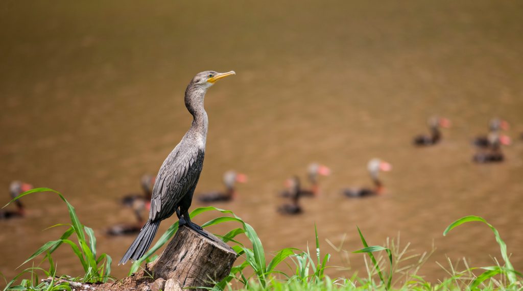 Costa Rica. Sinac evalúa gestión del Refugio de Vida Silvestre Conchal