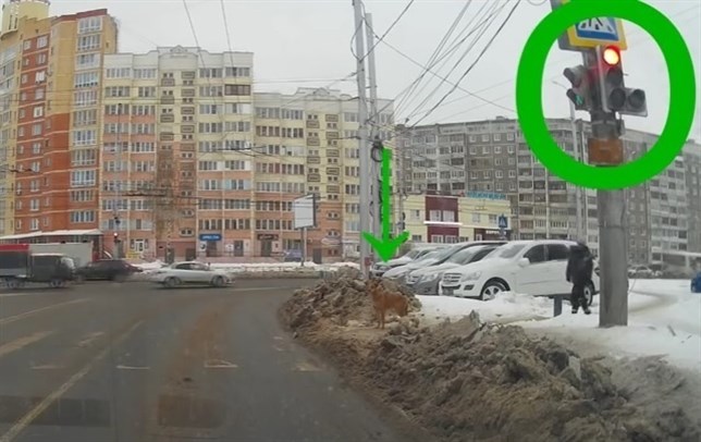 El perro que respeta las normas de tráfico (Mira el VIDEO)