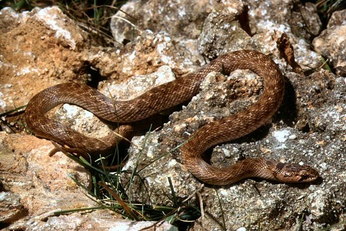 130 mordeduras de serpientes venenosas en España