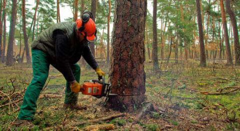 Cantabria convocará una reunión con el sector forestal para estudiar fórmulas que impulsen su actividad