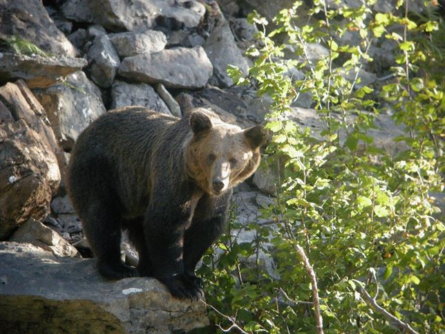 Ponen al día la estrategia para la conservación del oso pardo