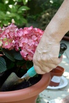 Resistencia al frío de las plantas