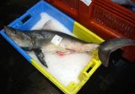 Oceana califica cites de tragedia para los Océanos