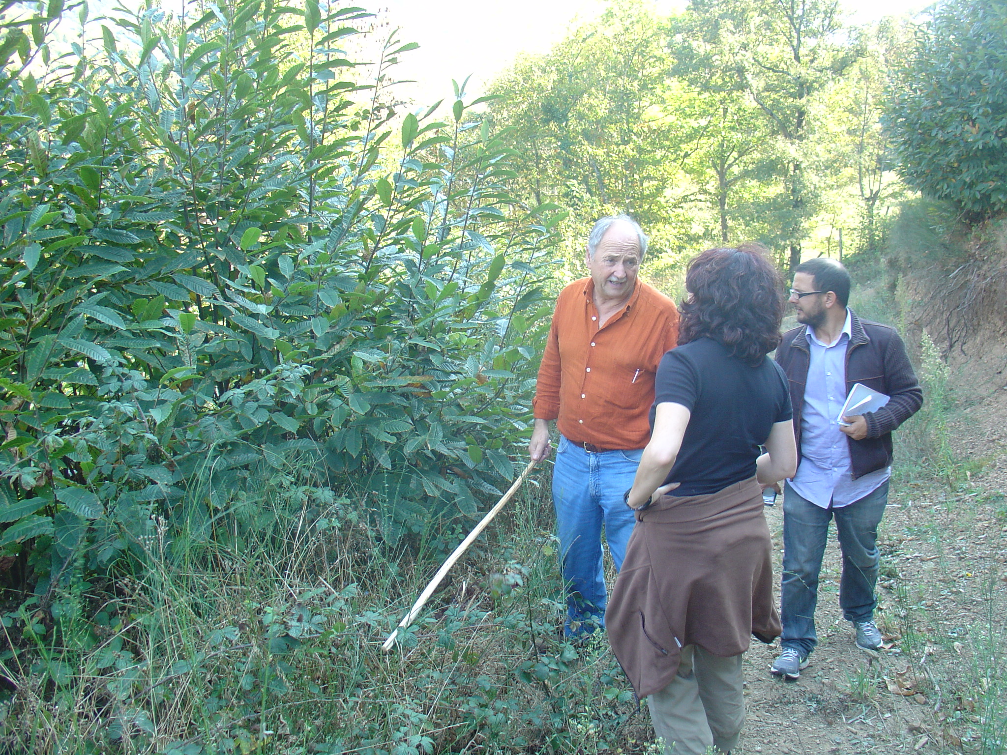Primera masa de castaño en España con certificado FSC de Gestión Forestal Responsable.
