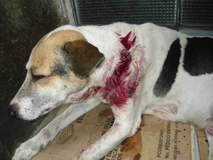 Murcia aprobará una ley de animales de compañía que incluye multas de 30.000 euros