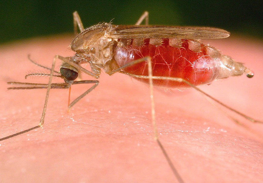 El olor de los pies ayuda al mosquito de la malaria a elegir dónde picar