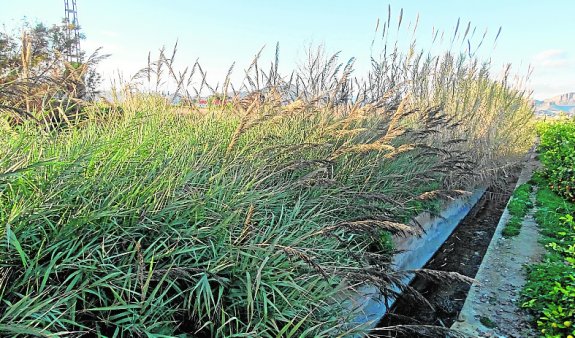Encuentran la rara ‘caña judía’ en la Vega Baja del Segura (Murcia)