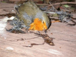 SEO/BirdLife solicita la suspensión definitiva del uso del parany en Valencia para estudios científicos