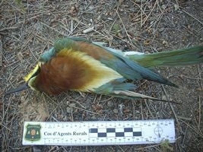 Pillan ‘in fraganti’ a un apicultor envenenando abejarucos