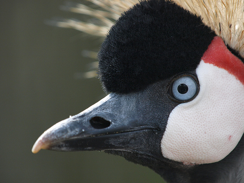 Extremadura se convierte en el mayor dormidero de grullas de Europa occidental durante el invierno