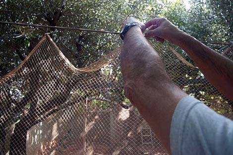 Oposición a la despenalización de la caza con parany