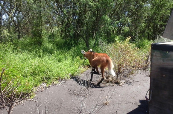 Argentina. Liberaron al primer Aguará Guazú rehabilitado en Córdoba