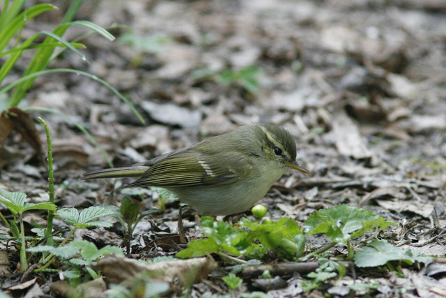 A las hembras de mosquitero de Hume les atraen cantos ‘básicos’