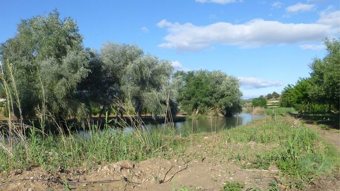 Los centros educativos murcianos impartirán talleres sobre el bosque de ribera de la Región hasta 2019