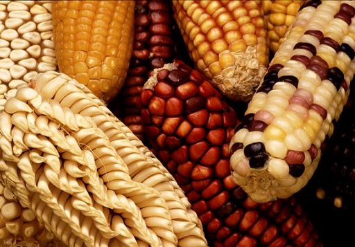 México es el país con la mayor variedad de especies del continente