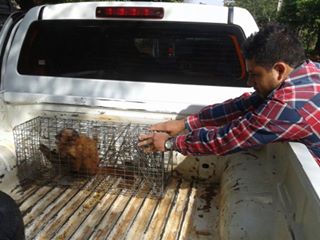 Rescatado un Mono Capuchino en zona de Capiatá