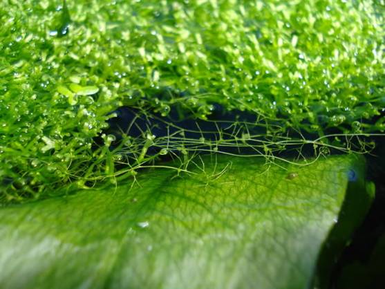 La Utricularia gibba logra eliminar la mayoría del ADN basura