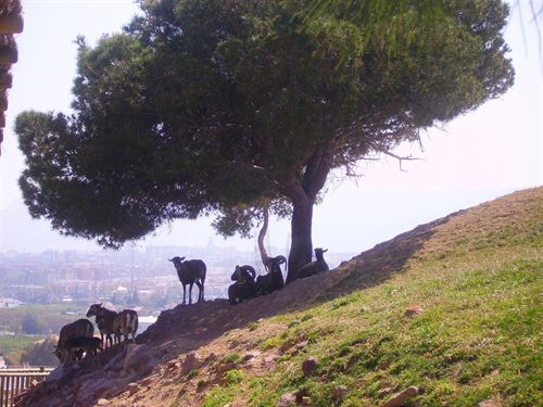 Los expertos de Terra Natura Murcia introducen a una muflona llamada Lorca en su nueva manada